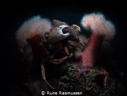crabs having fun. by Rune Rasmussen 